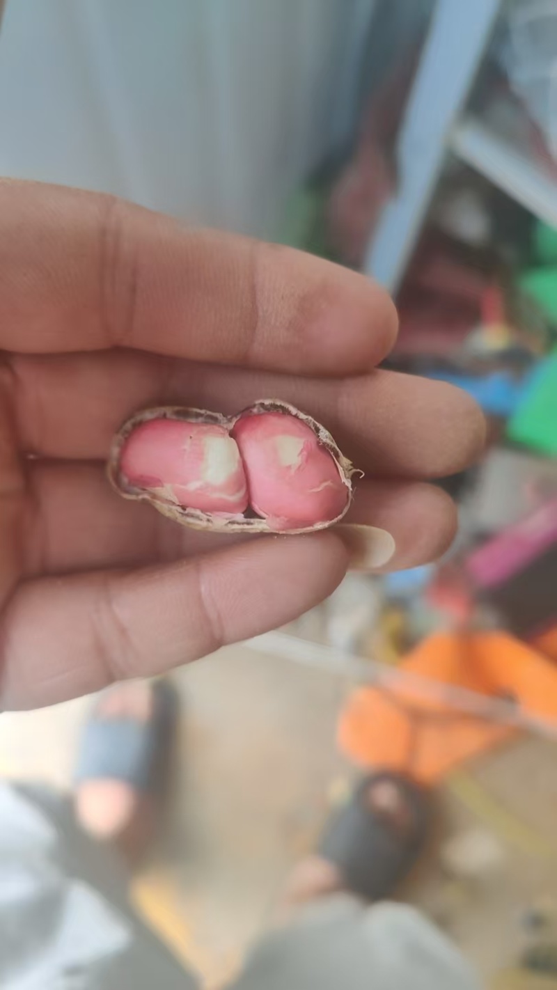 两粒红湿花生