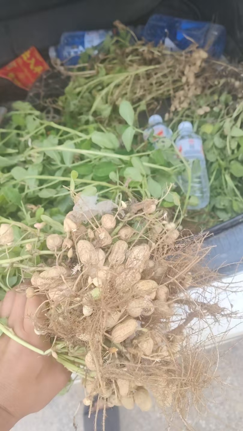 两粒红湿花生