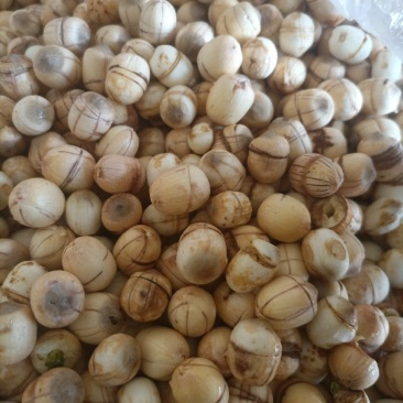 生果，未抽芯