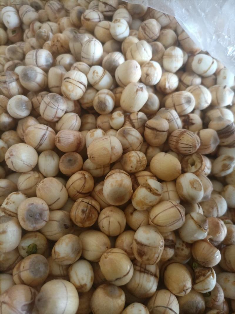 生果，未抽芯
