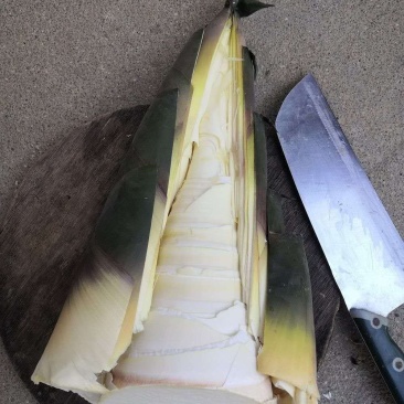麻竹笋，笋丝笋片笋尖
