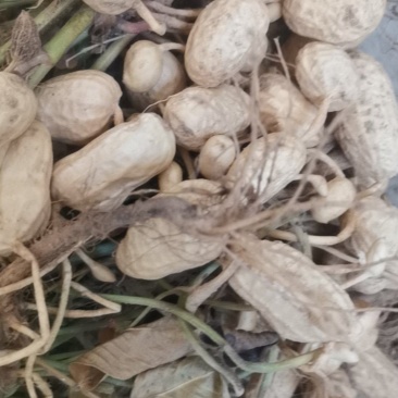 河南花生果