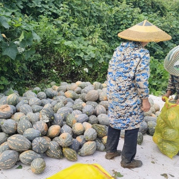 大量香芋南瓜出售