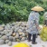 大量香芋南瓜出售