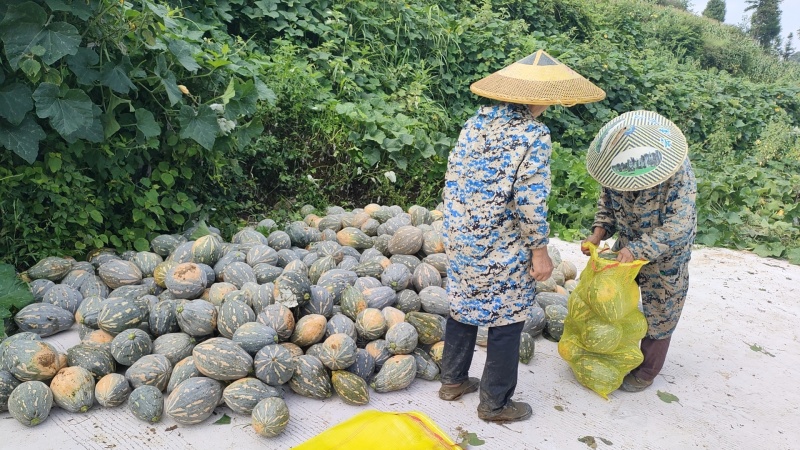 大量香芋南瓜出售