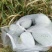芋香迷你水果冬瓜