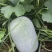 芋香迷你水果冬瓜