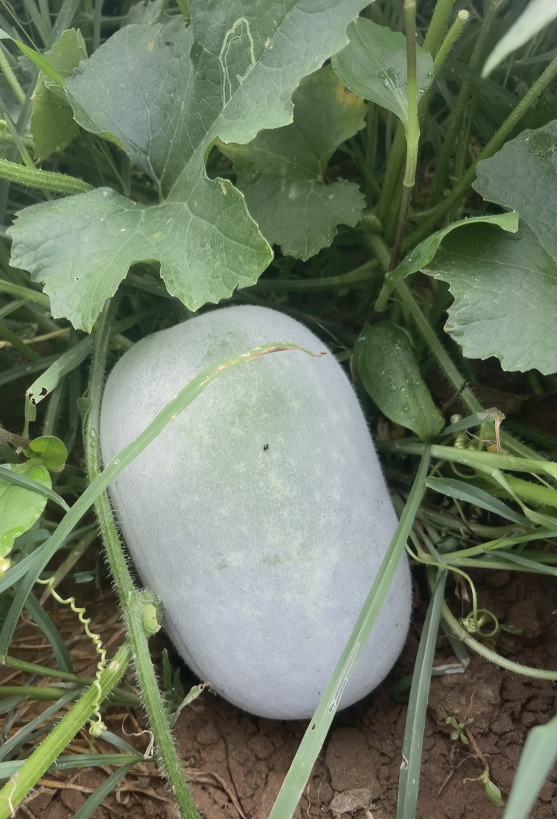 芋香迷你水果冬瓜