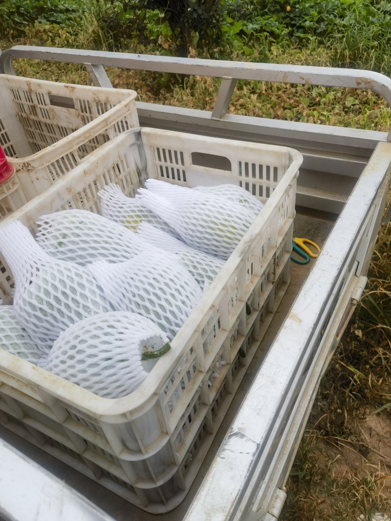 芋香迷你水果冬瓜