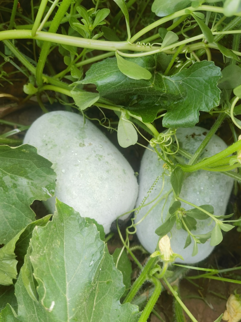 芋香迷你水果冬瓜