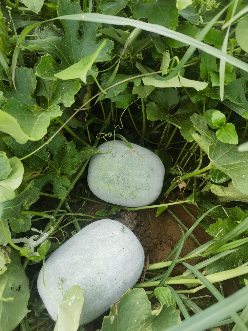 芋香迷你水果冬瓜