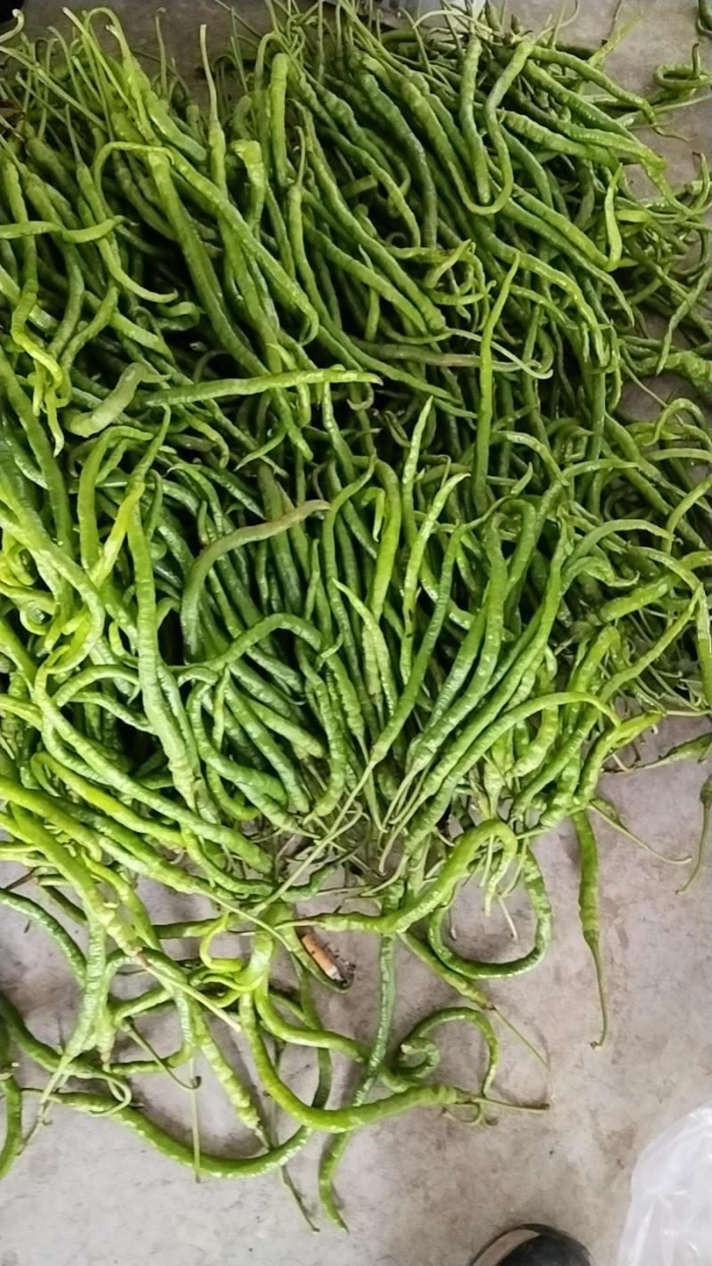 鸡肠椒，贵州称皱椒，是贵州大方特色产品，微辣香辣型的