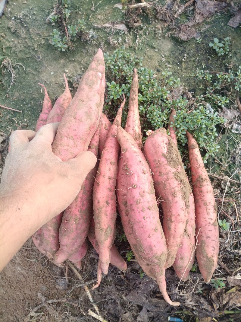 西瓜红红薯