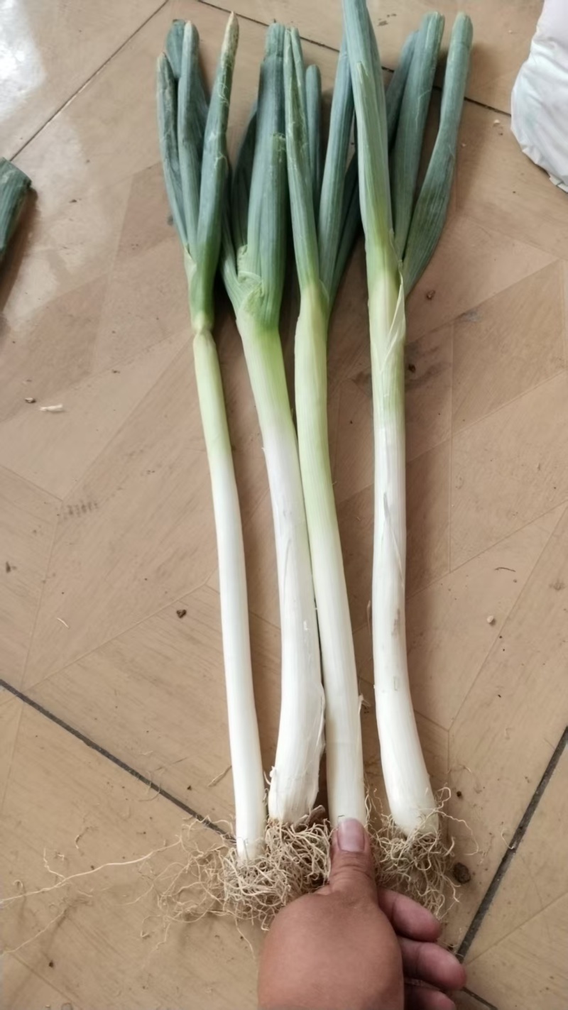 大葱优质铁杆大葱
