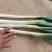 大葱优质铁杆大葱