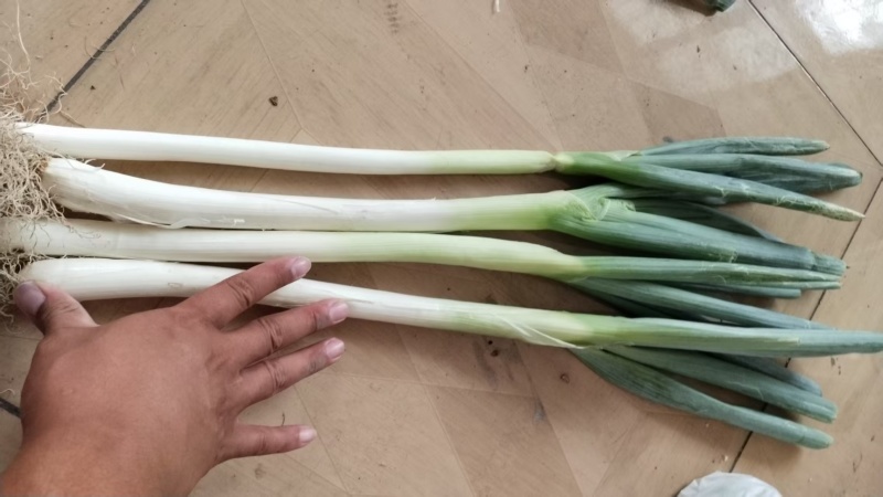 大葱优质铁杆大葱