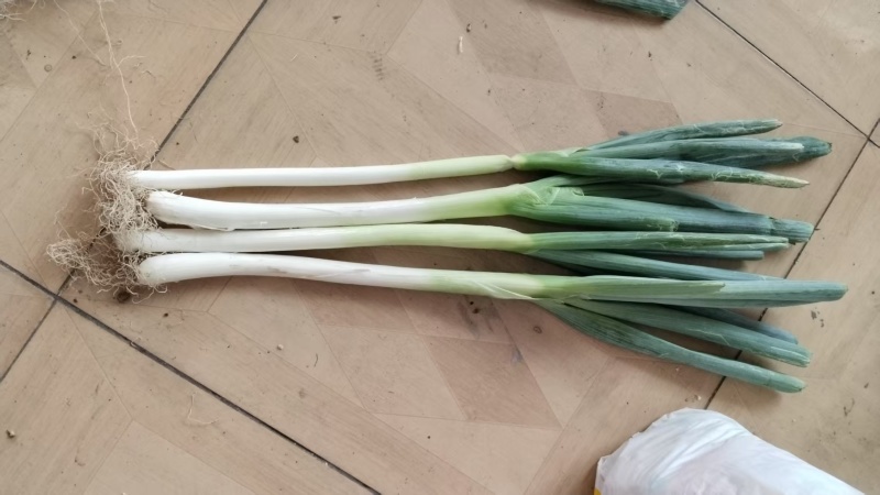 大葱优质铁杆大葱