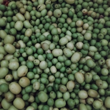 野酸枣