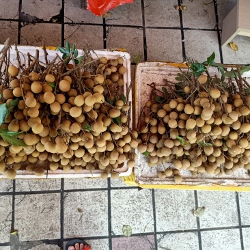 水果热带水果龙眼石峡龙眼储良龙眼古山2号龙眼