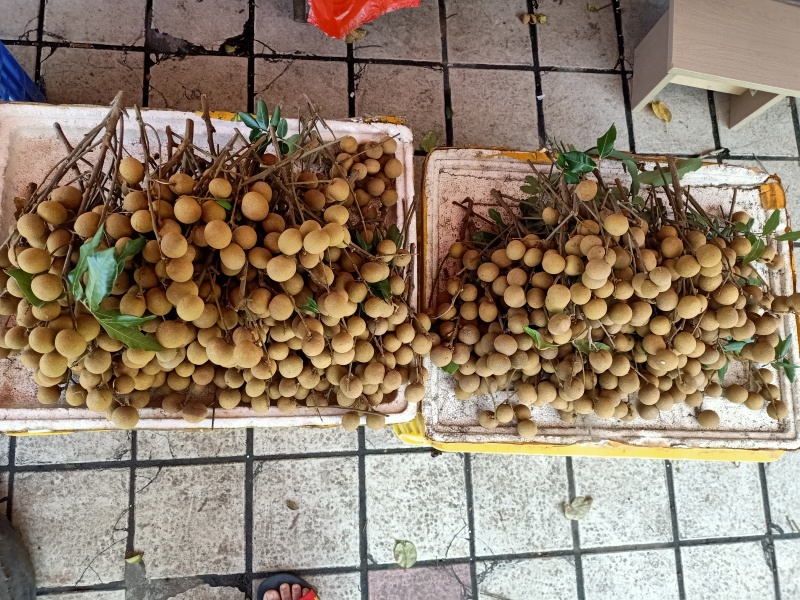 水果热带水果龙眼石峡龙眼储良龙眼古山2号龙眼