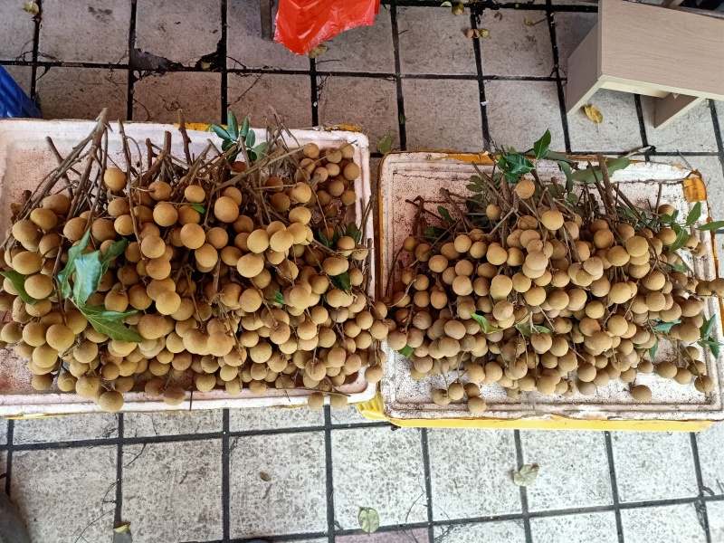 水果热带水果龙眼石峡龙眼储良龙眼古山2号龙眼