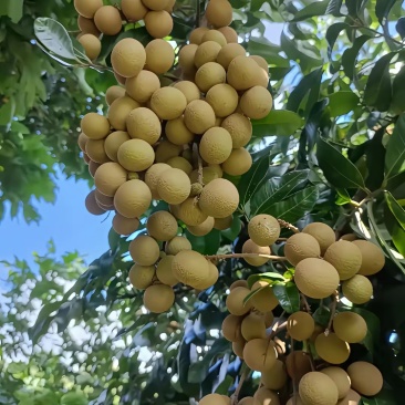 石硖龙眼储良龙眼