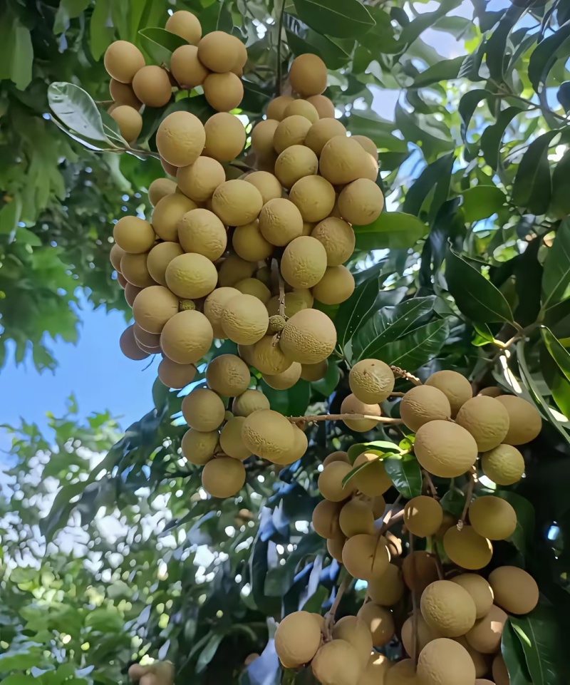 石硖龙眼储良龙眼