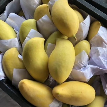 云南鹰嘴芒一级果大量上市