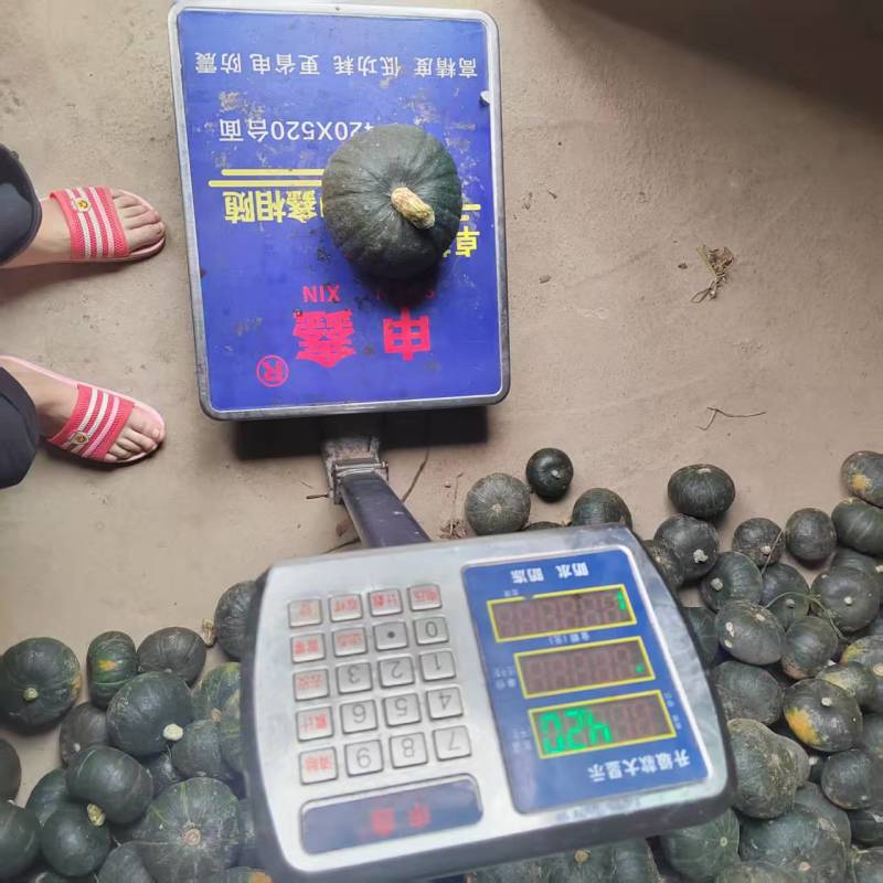 贝贝南瓜