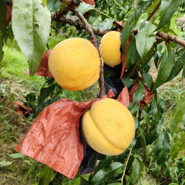 上溪高山黄桃