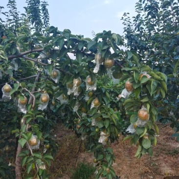阳信梨产地批发