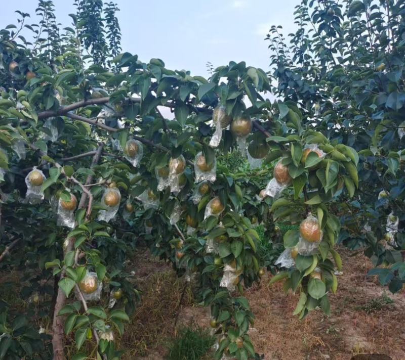 阳信梨产地批发