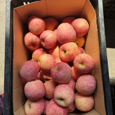苹果🍎