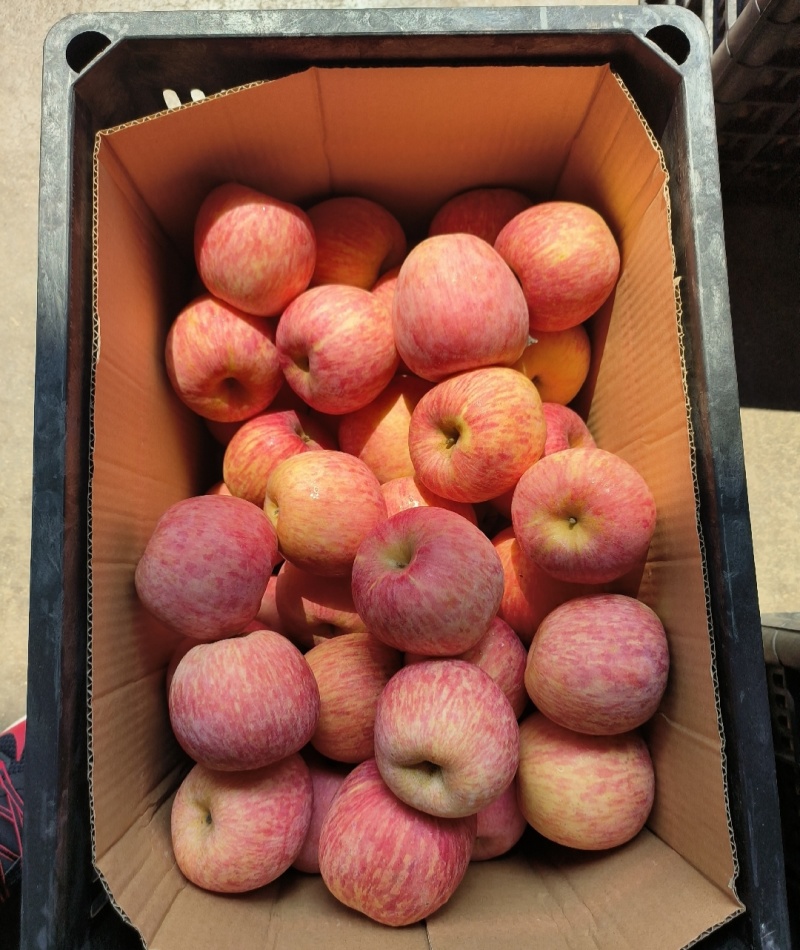 苹果🍎