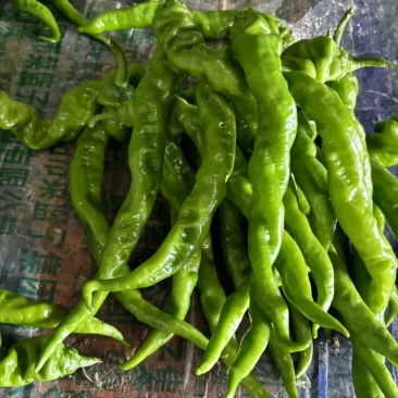 螺丝椒