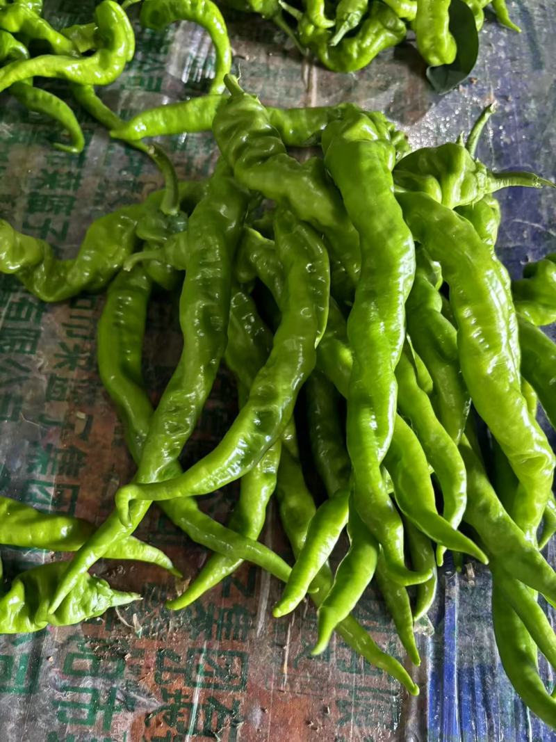 螺丝椒