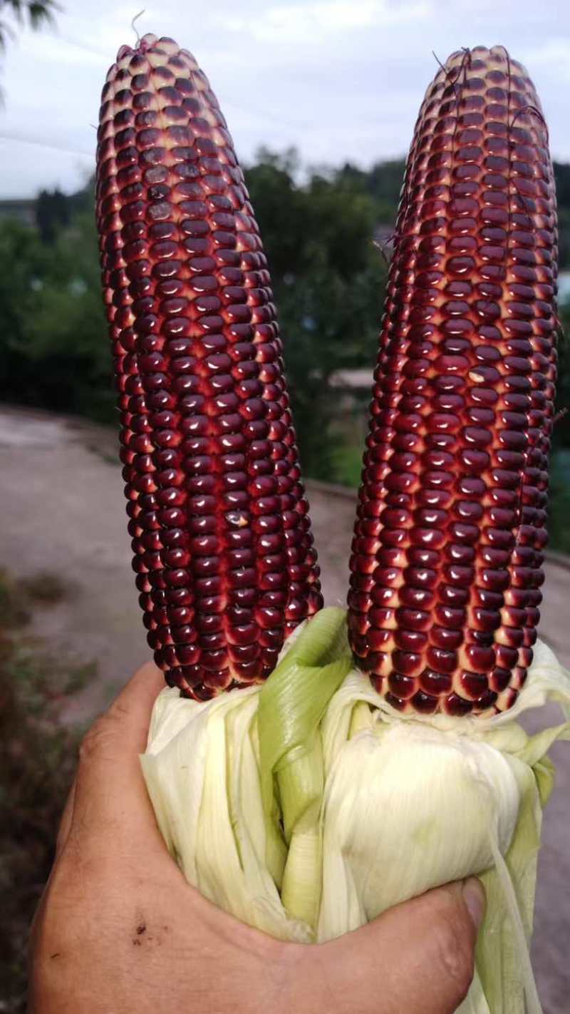 花青素鲜食玉米