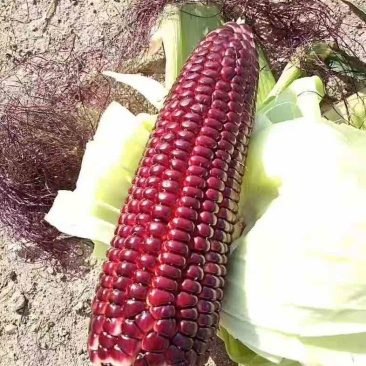 花青素鲜食玉米