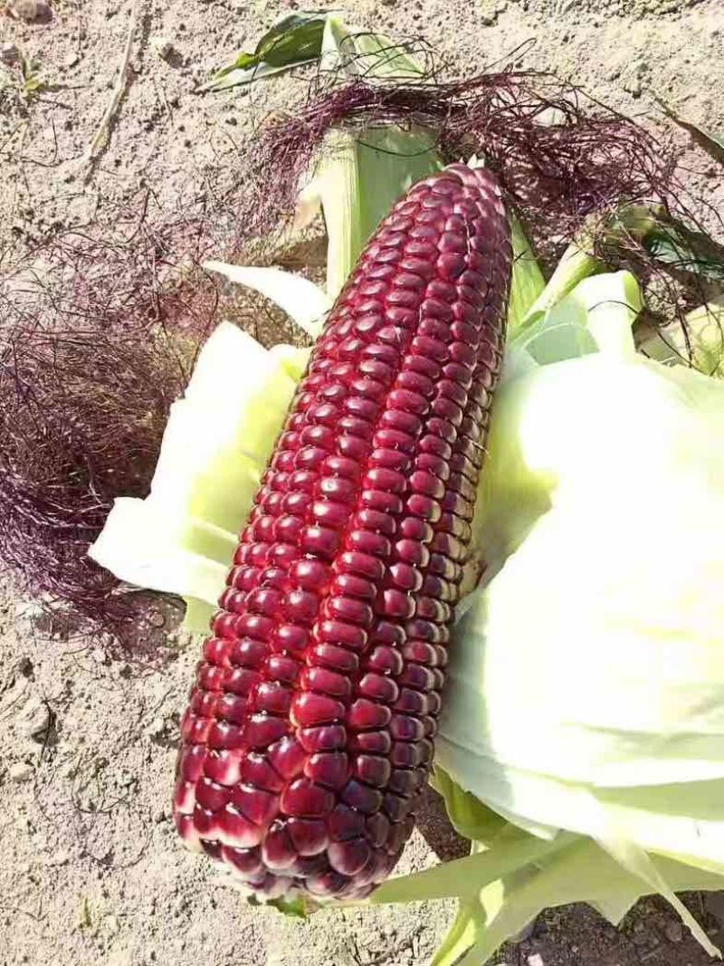 花青素鲜食玉米