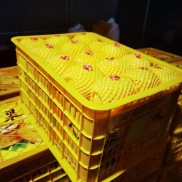 洋葱