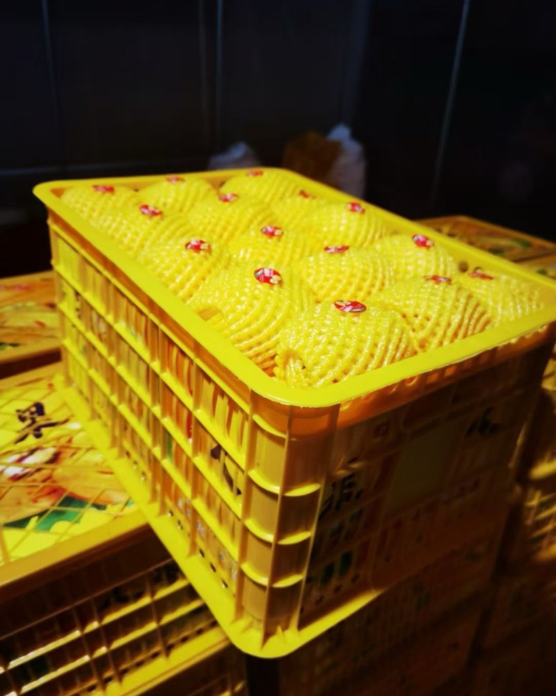 洋葱