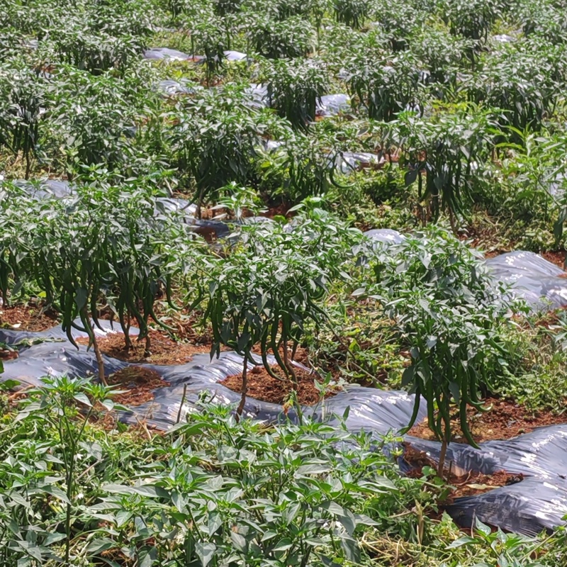 二荆条大量上市产地直发一手货源价格实惠