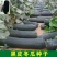 精品黑皮冬瓜产地直供地头新鲜采摘20-30斤起步