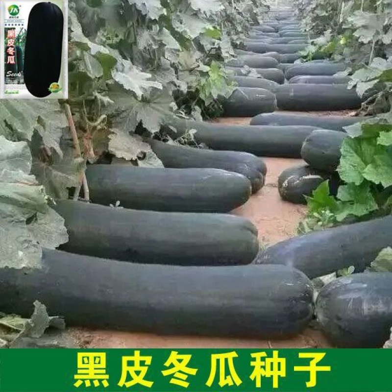 精品黑皮冬瓜产地直供地头新鲜采摘20-30斤起步