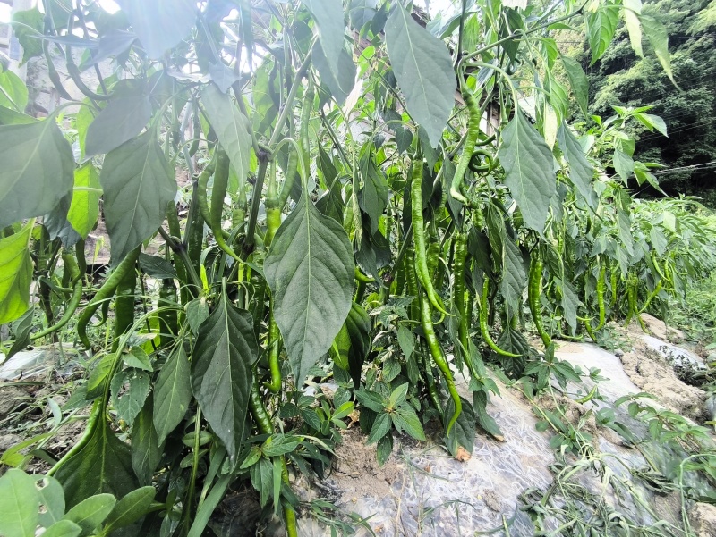 利川线椒鲜货现货