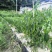 利川线椒鲜货现货