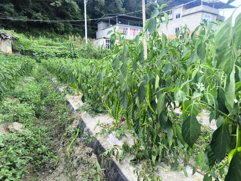 利川线椒鲜货现货