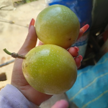 百香果