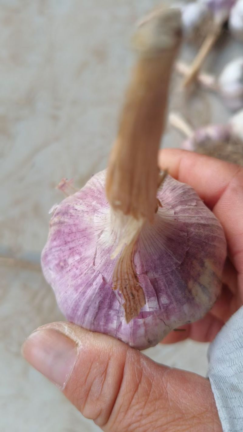大蒜