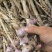 河北大青稞蒜种